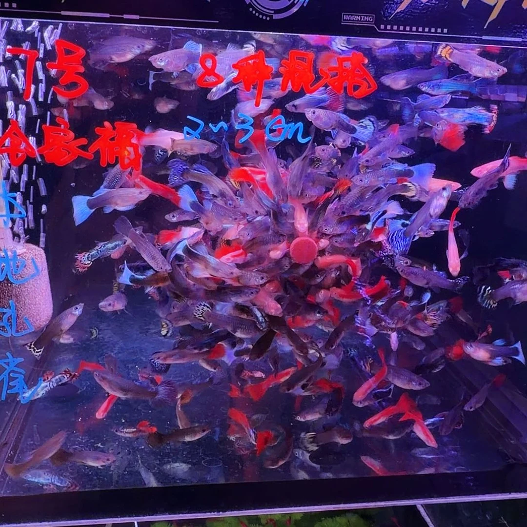 孔雀鱼全家福30条(21条送9条备损)