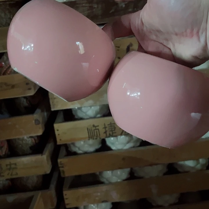 多肉植物陶瓷花盆