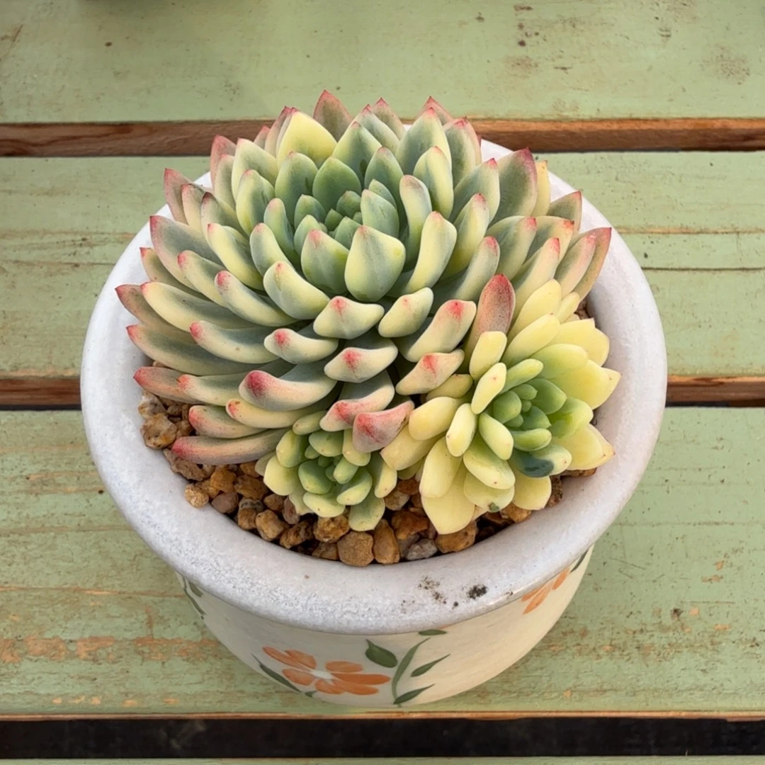 蓝苹果锦锦上园艺一物一拍