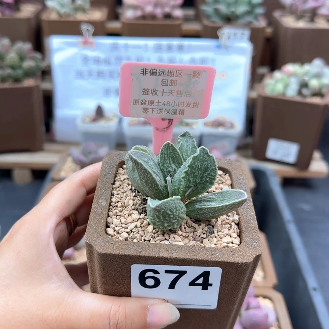 674酒红猪肝多肉植物