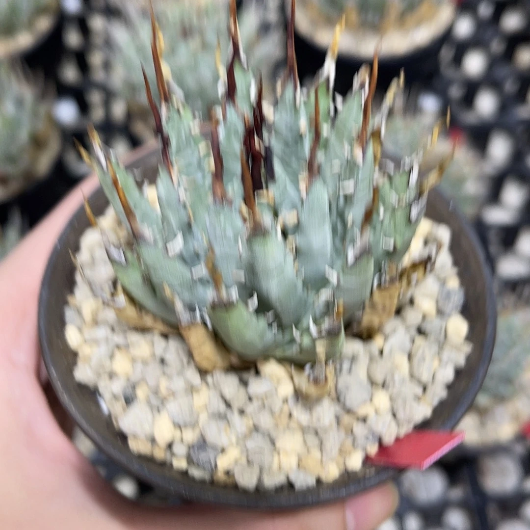 曲刺妖炎熟桩带盆