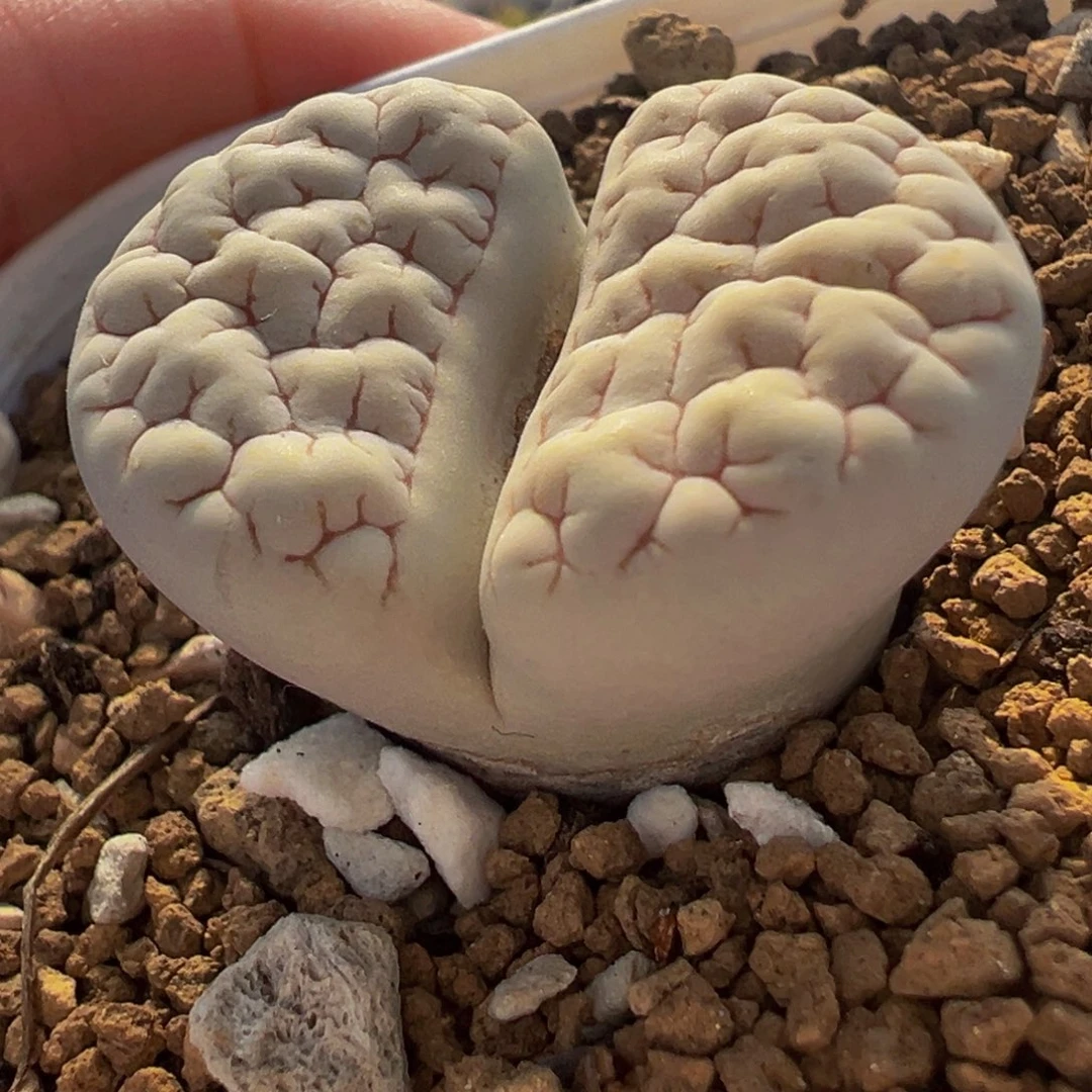 脑纹c189荒玉带盆
