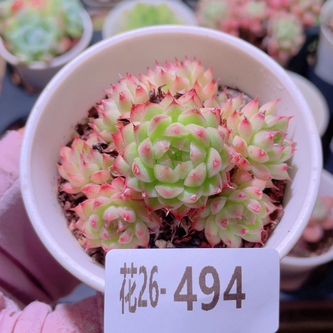 花利美26-494海王