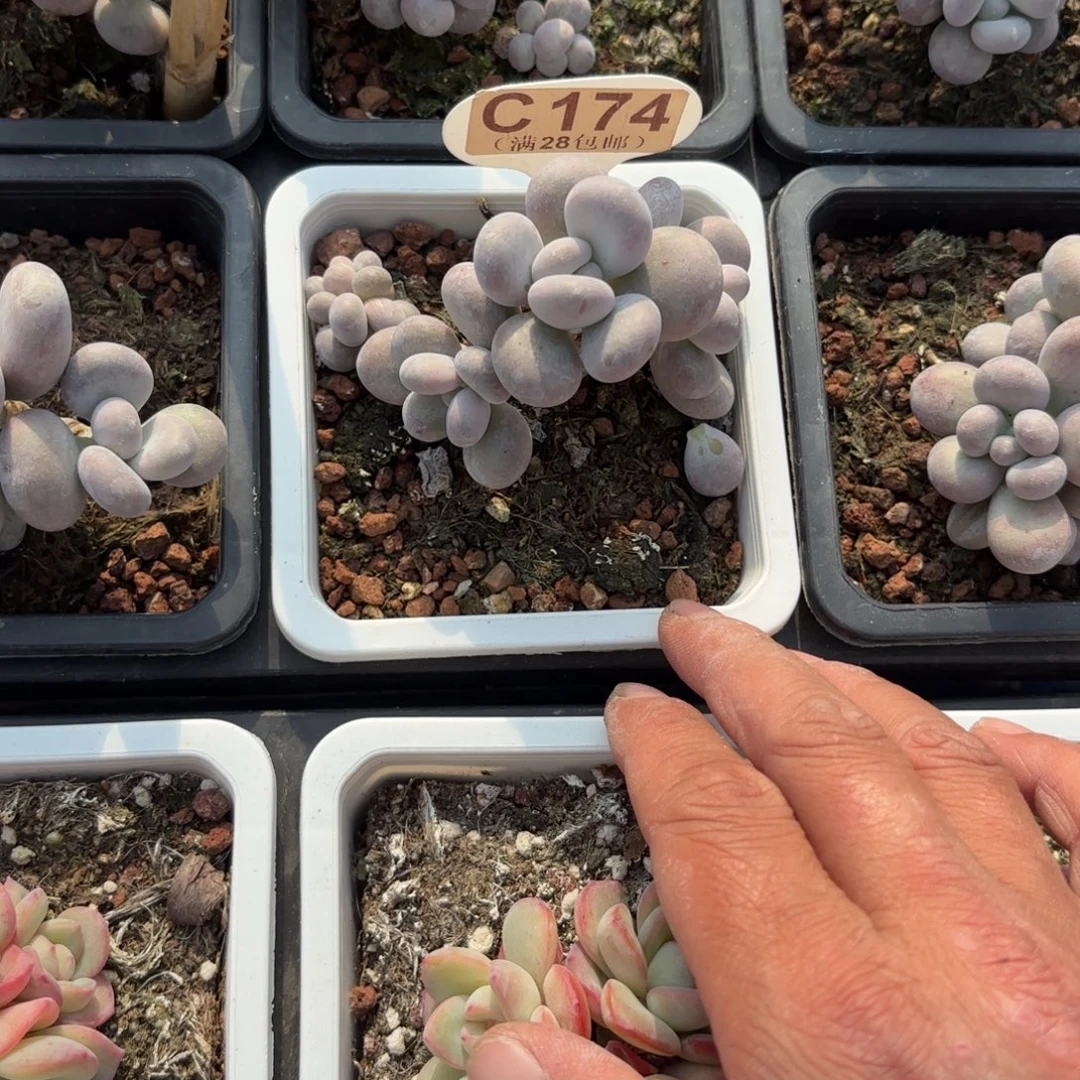 C174大叶奶一物语拍