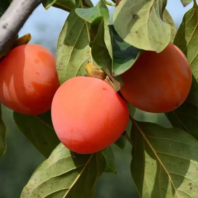 富平大尖柿  / 新鲜采摘产地直发/坏果包赔（硬果发货，放软食用）