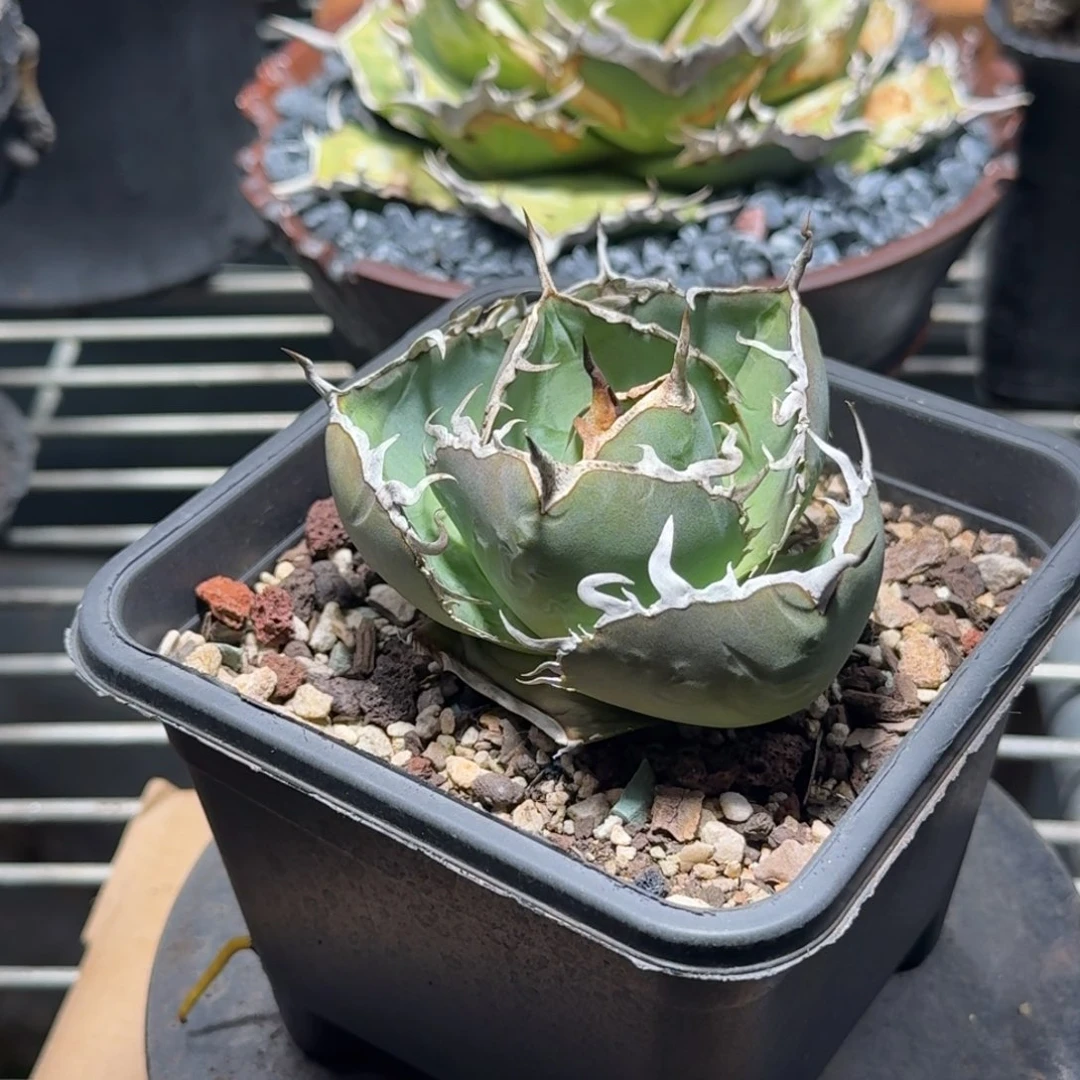无花朵龙舌兰仁王冠3