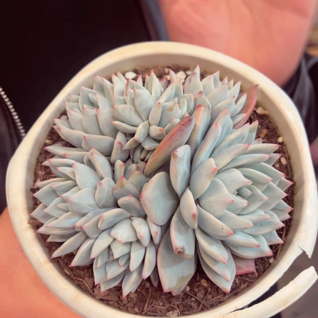 粉蓝鸟五头起群生多肉植物