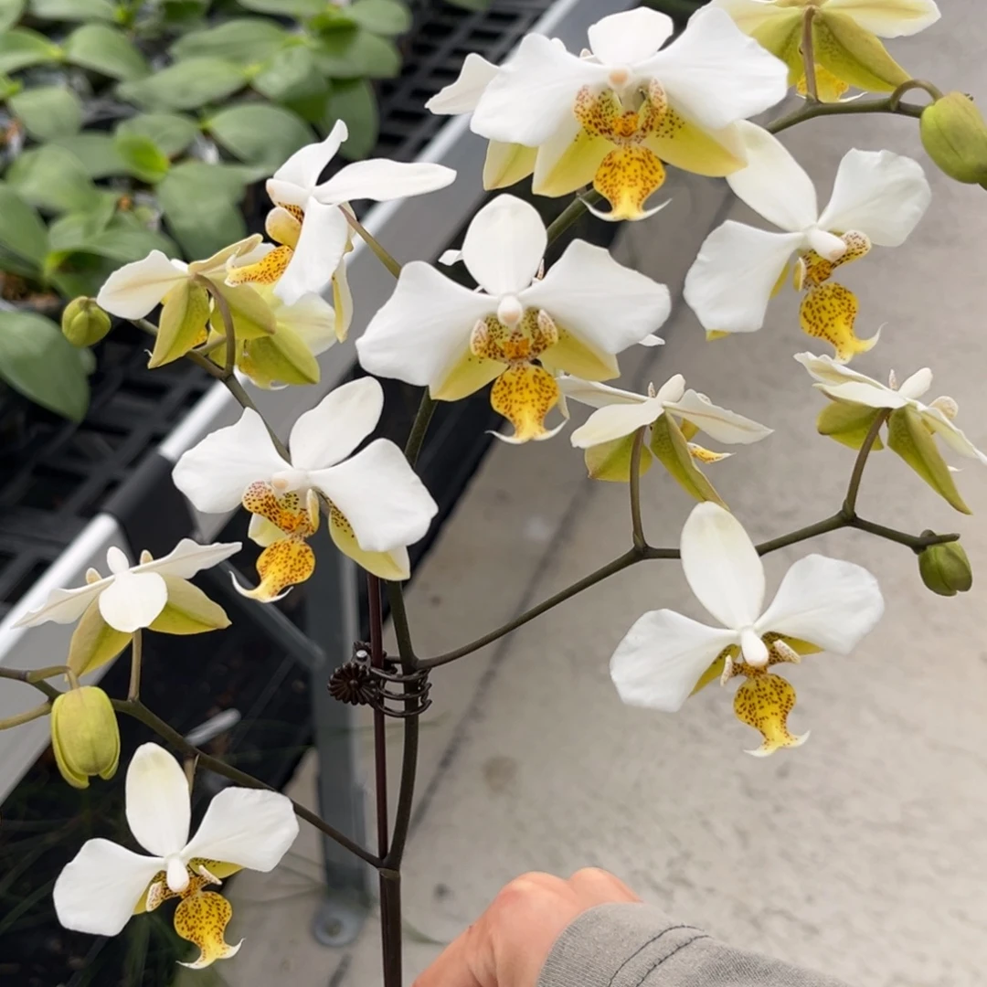 完全开放2.5寸1189开花株