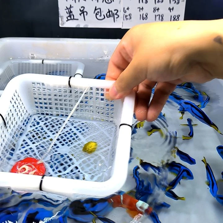 牛角2+/6-78-69海水