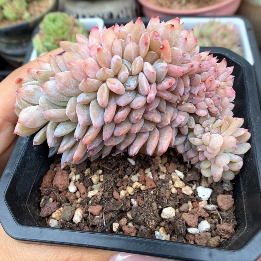 橙梦露缀化可拍780号