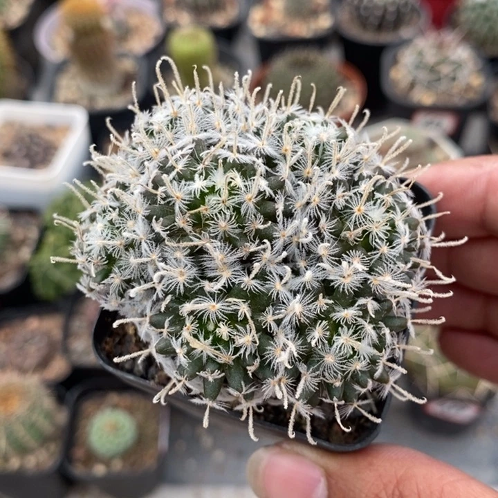 【闪购商品】此**毒690杜威娜娜群