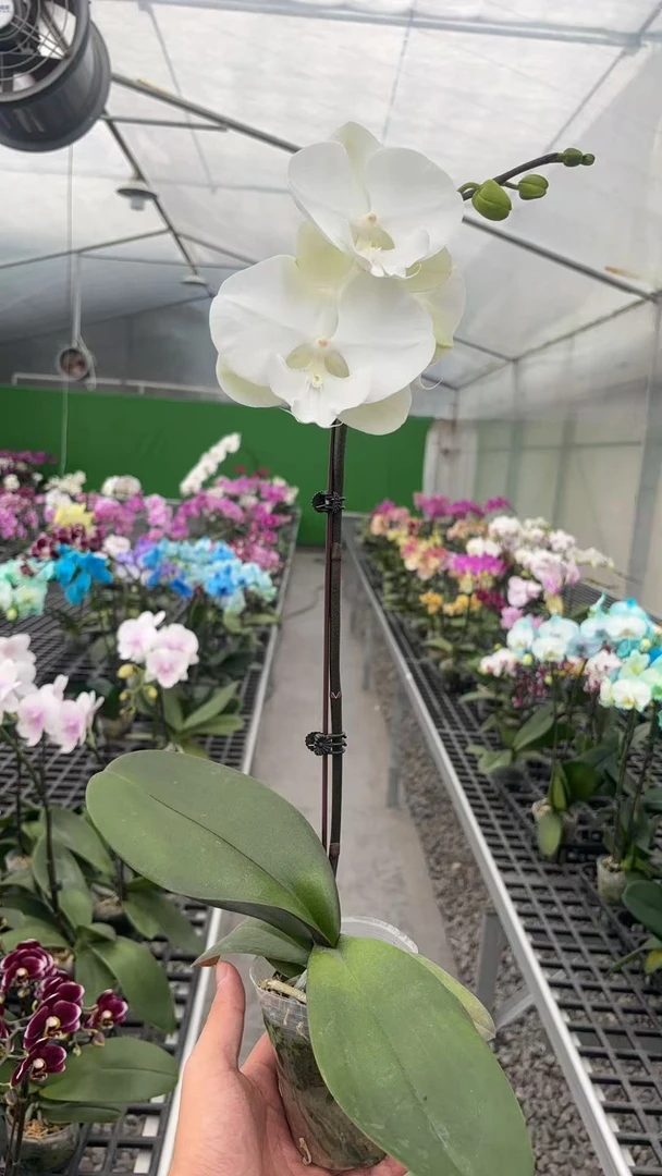 【冬雪】植株高品質蝴蝶蘭基地直发种 植施肥观赏花卉