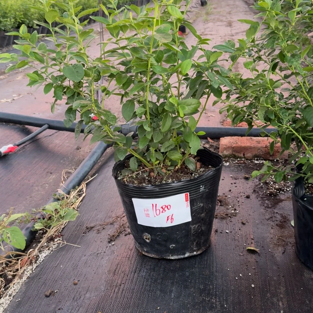赵***七超大钵F6一物一拍1680