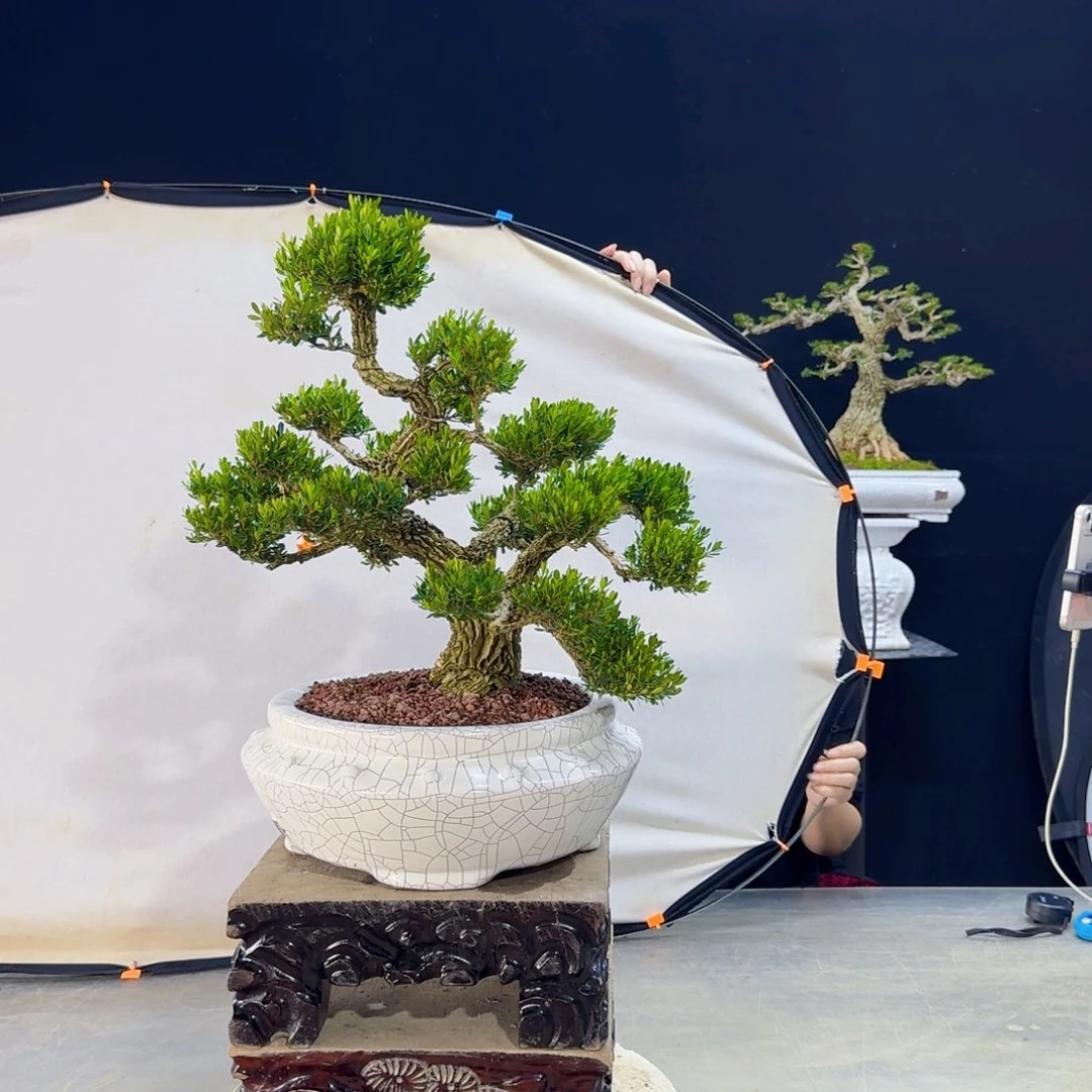 高端黄杨盆景艺术