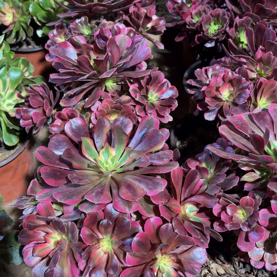 美杜莎9.9法师多肉木质