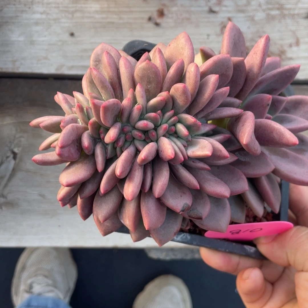 桃花源缀化小树缀