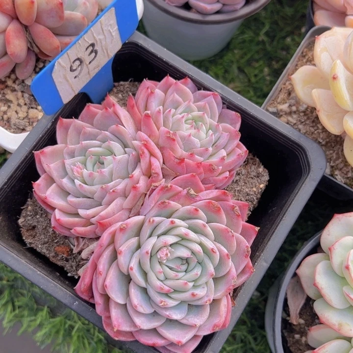 健健康康平平安安