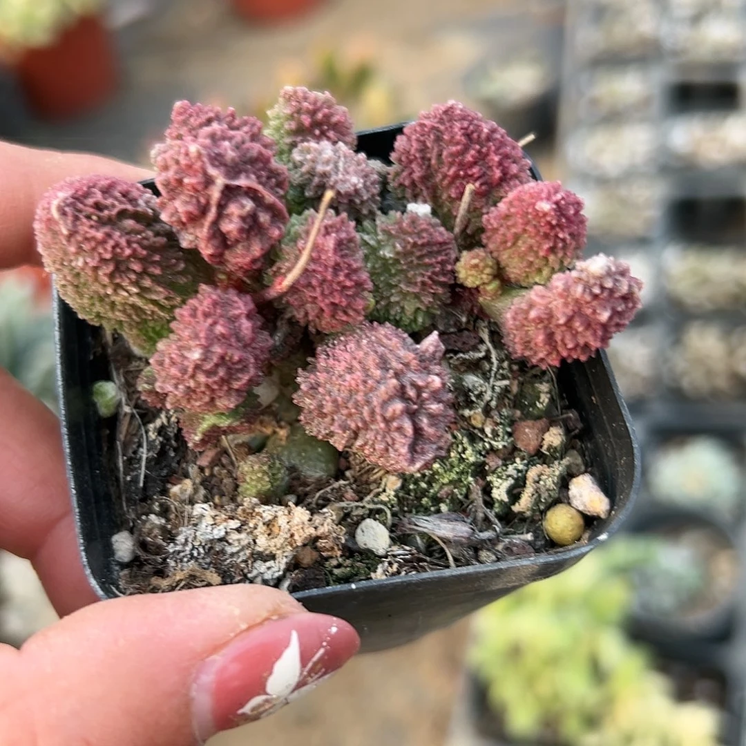 多肉植物朱子玉水泡