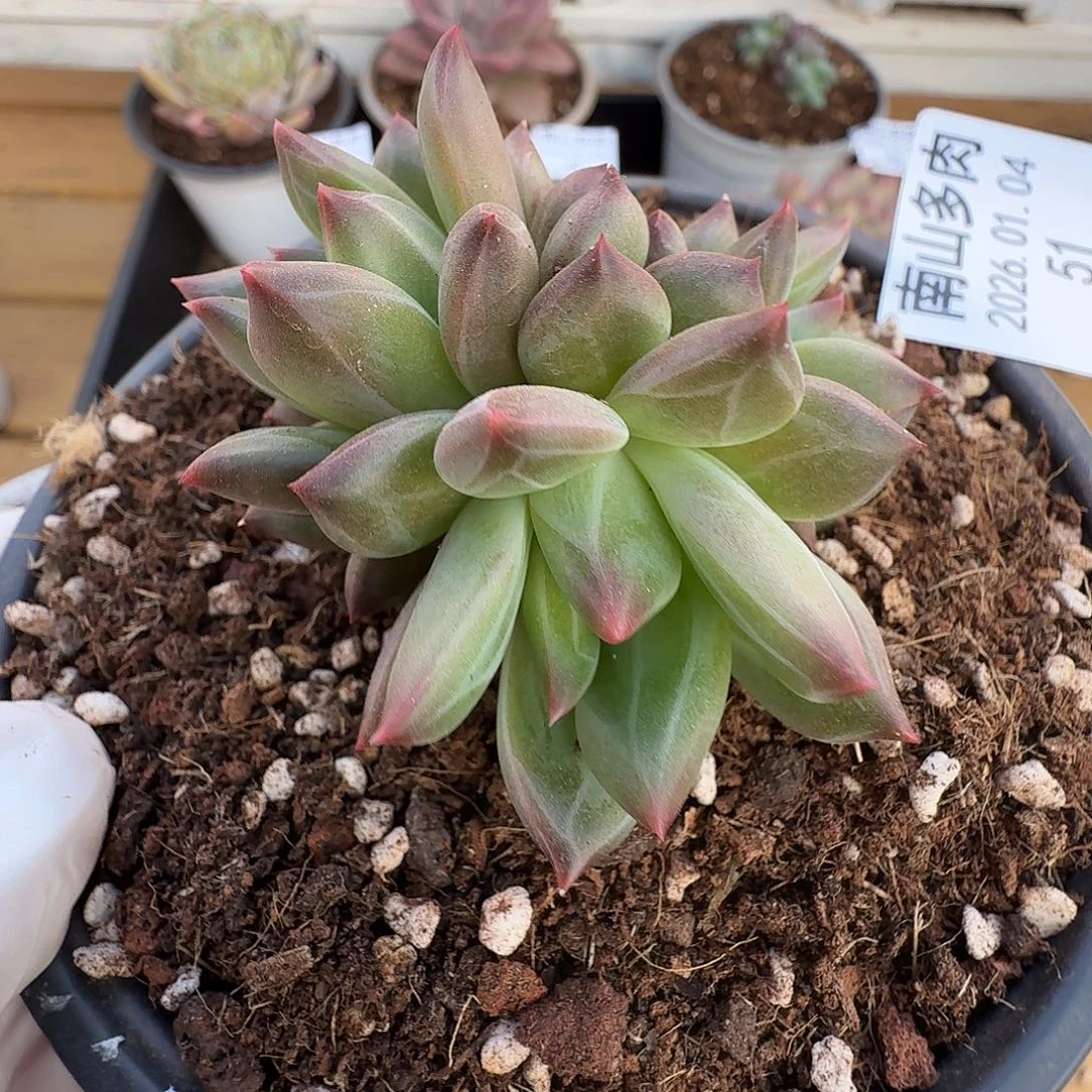 雪戴利11111104-51