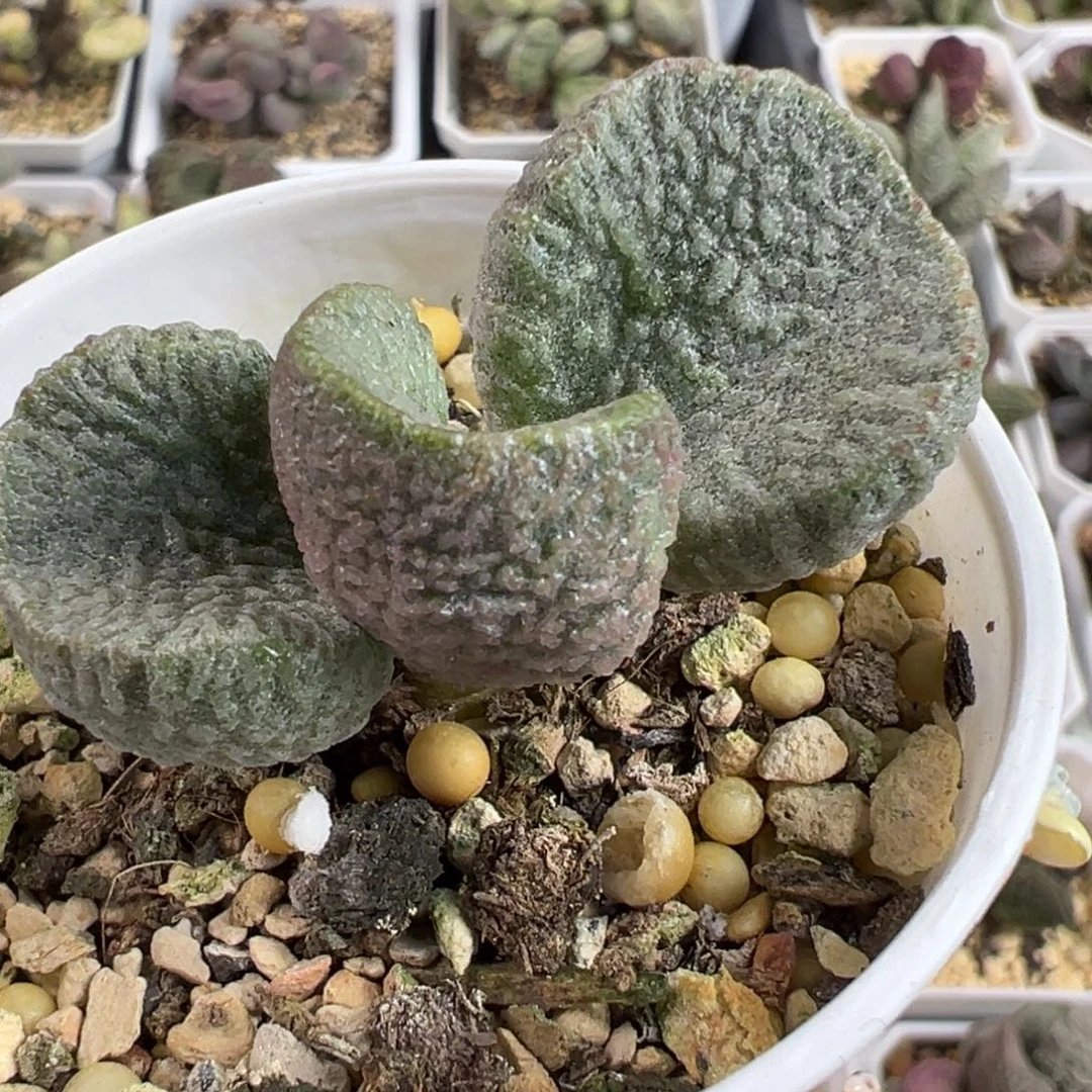 实生新品单头纯木质桩多肉植物