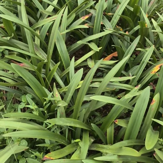 当前无花朵，栽培后可花朵重瓣混球6厘米