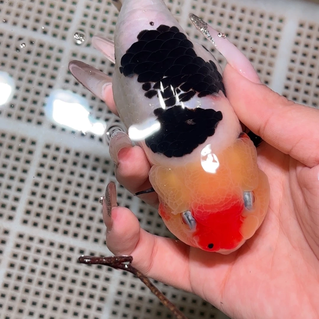 喵****金鱼拍包装包邮不拍包装运费到付