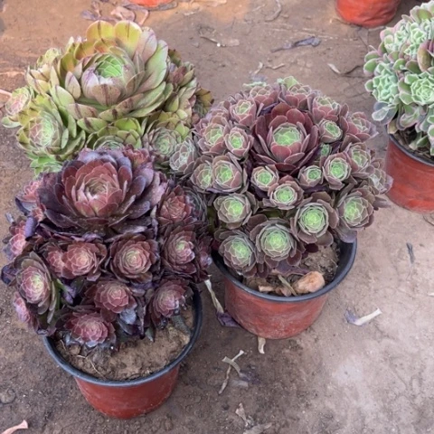 720多肉植物组合