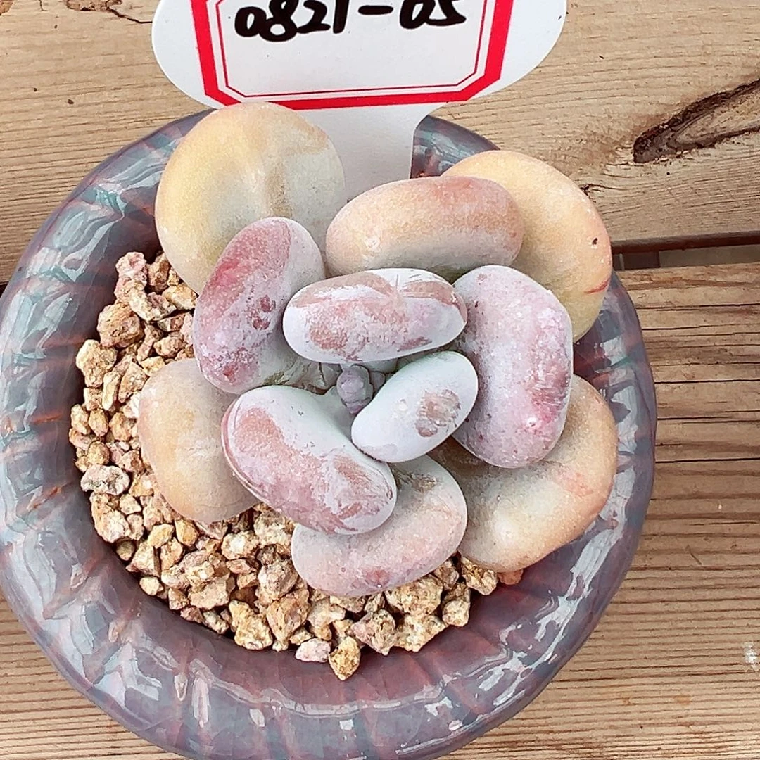 0821-05宠粉福利。