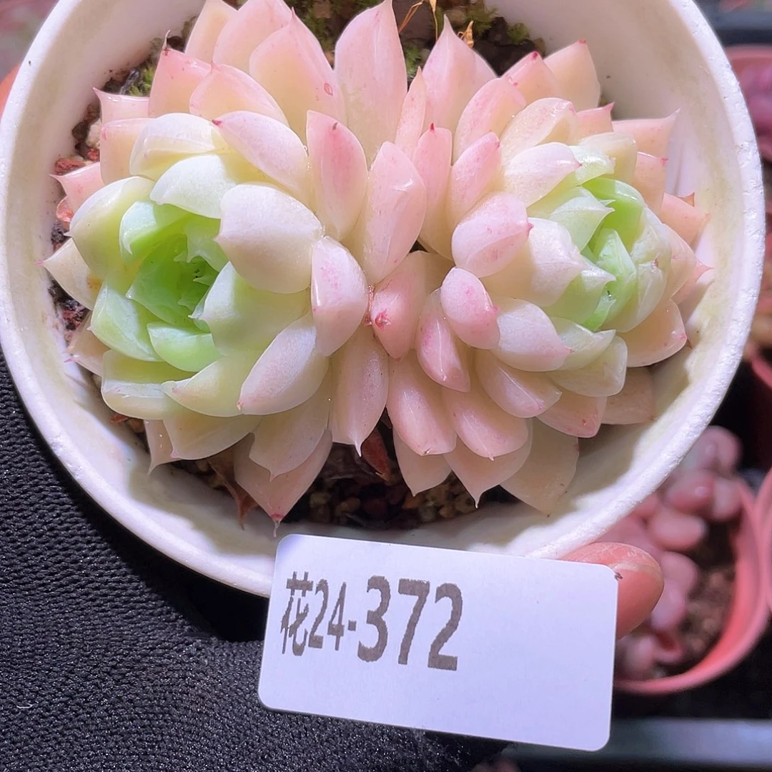 花利美24-372女王玫瑰