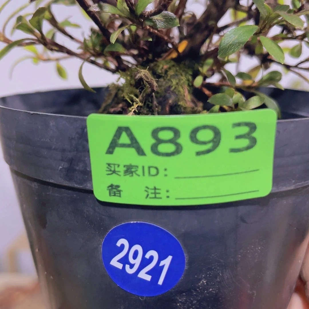 红陶直播时间一直一直