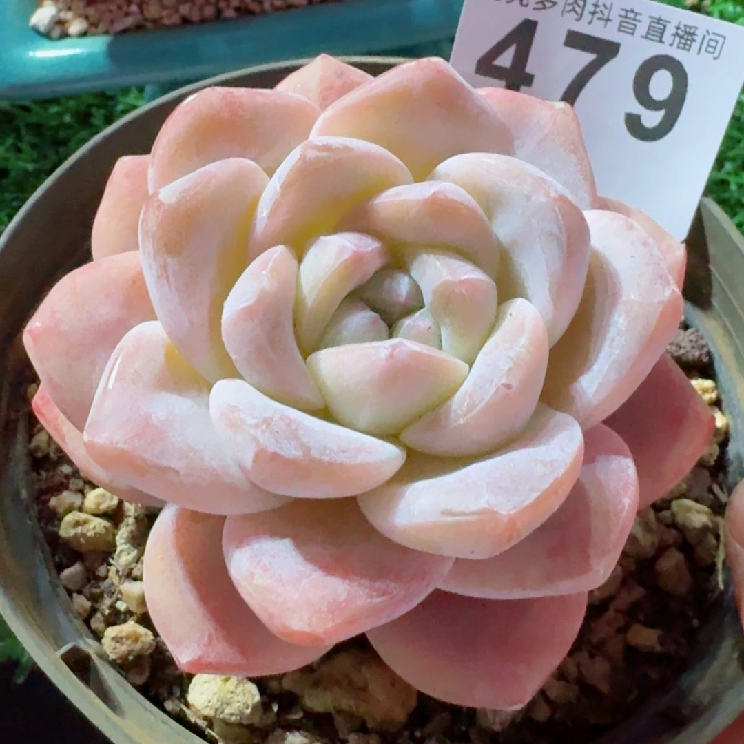 冰玉福利         精品多肉