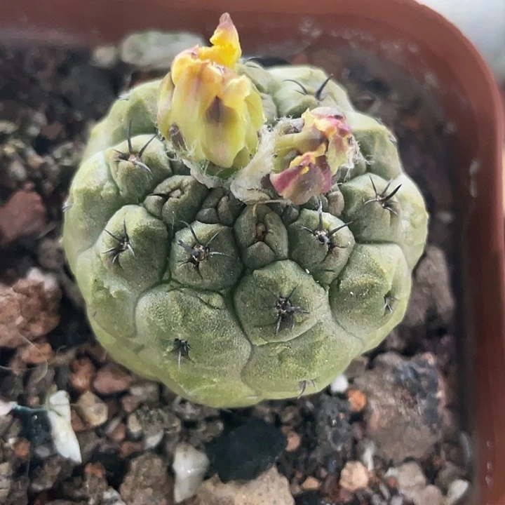 蜥蜴皮杂交实生仙人球
