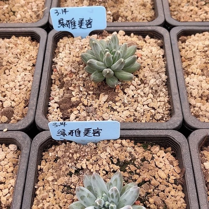 绿****心伊卡鲁斯两颗