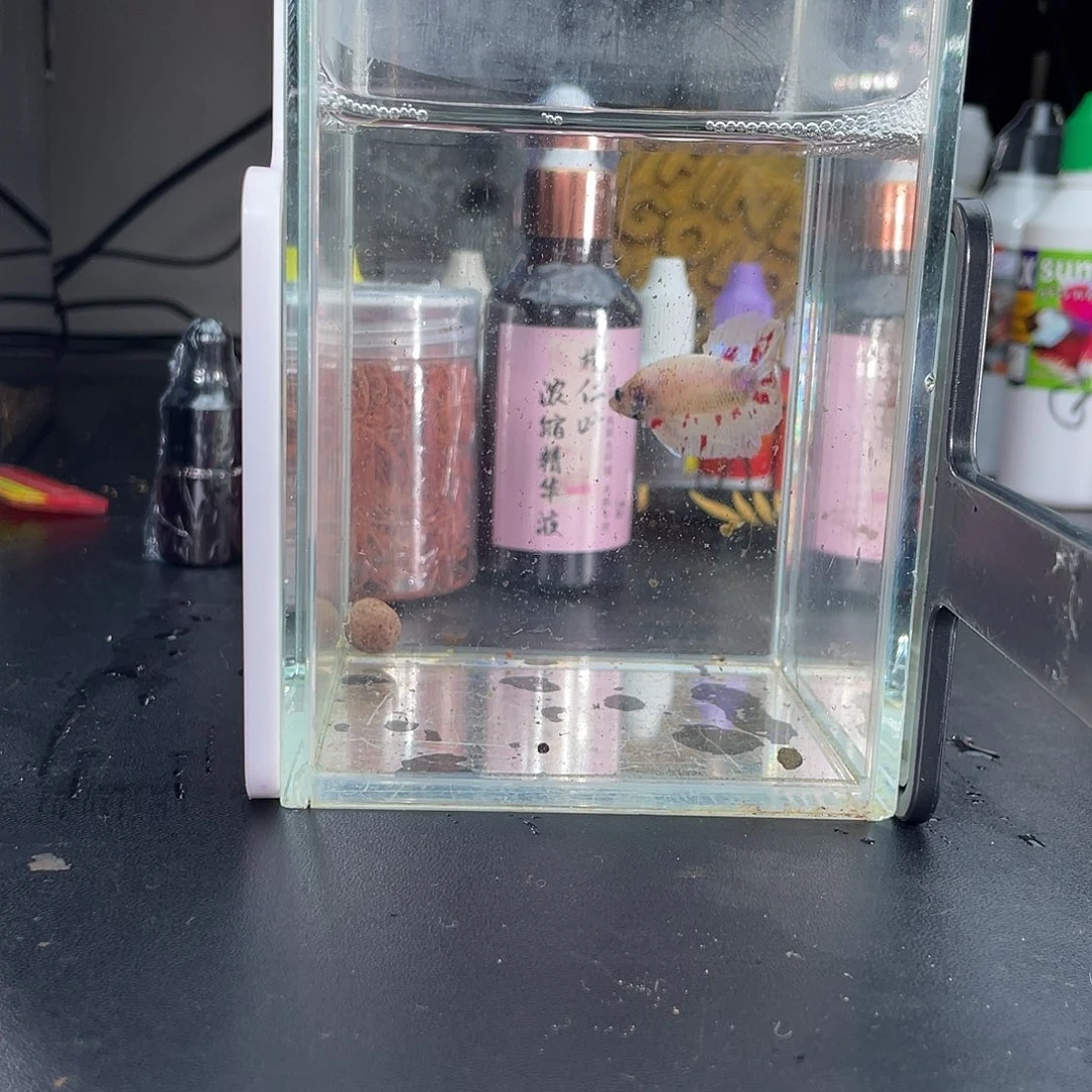 斗鱼005号幻彩万兰达公