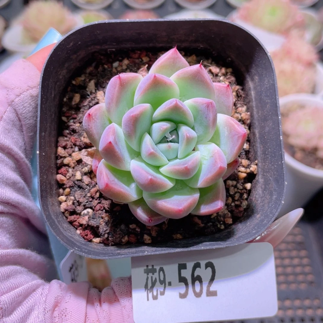 花利美9-562西施