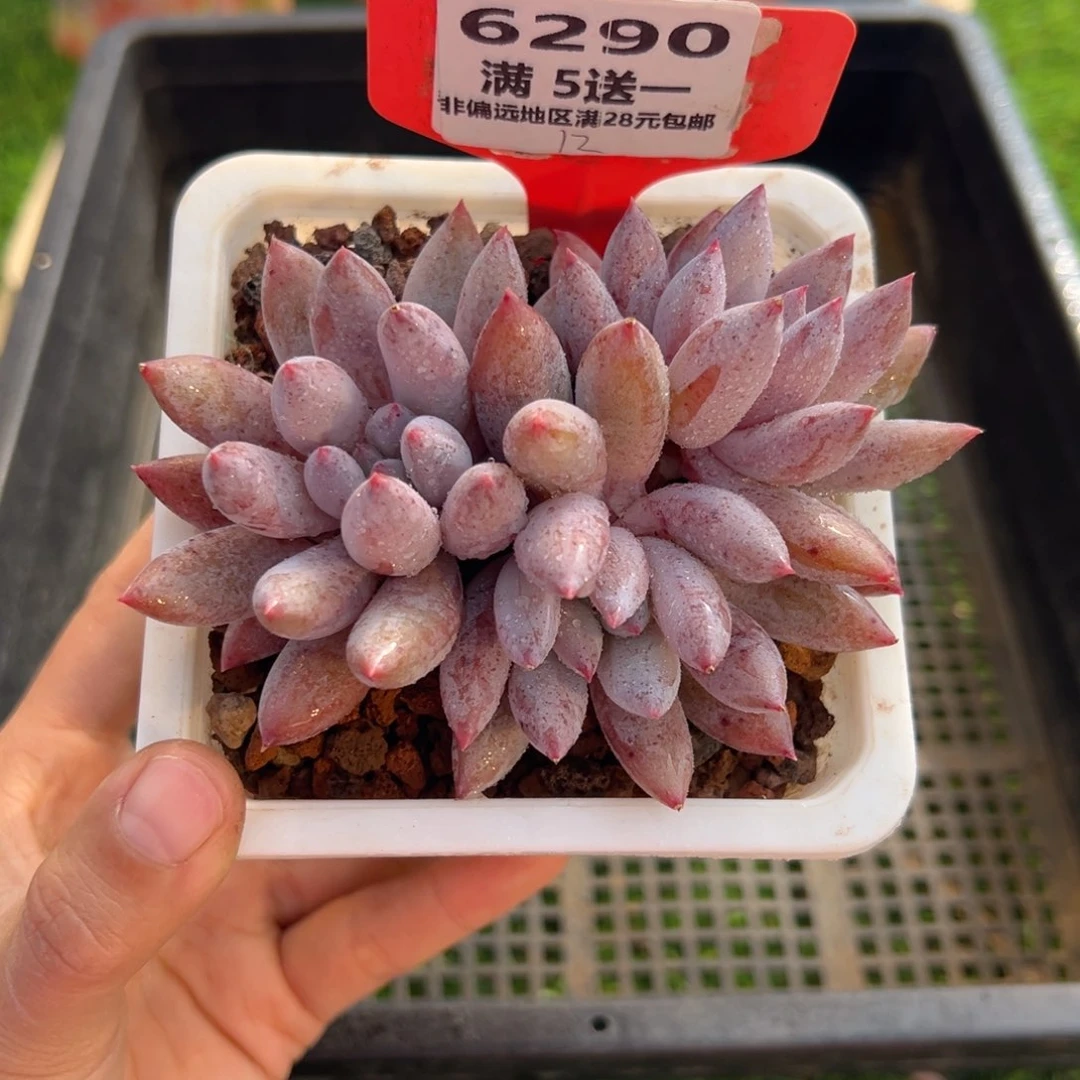 表妹精品多肉6290.
