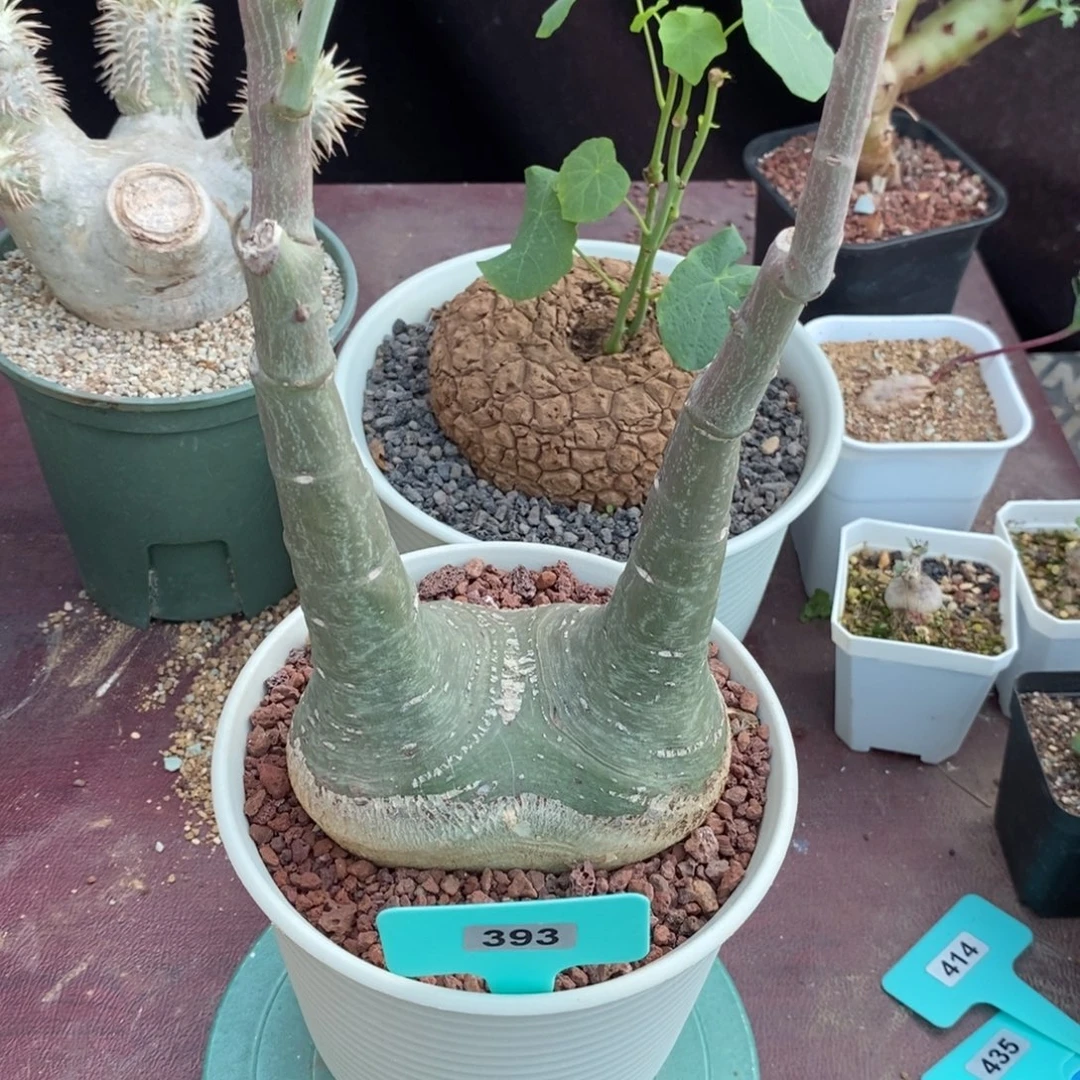 幻蝶蔓多肉植物一个