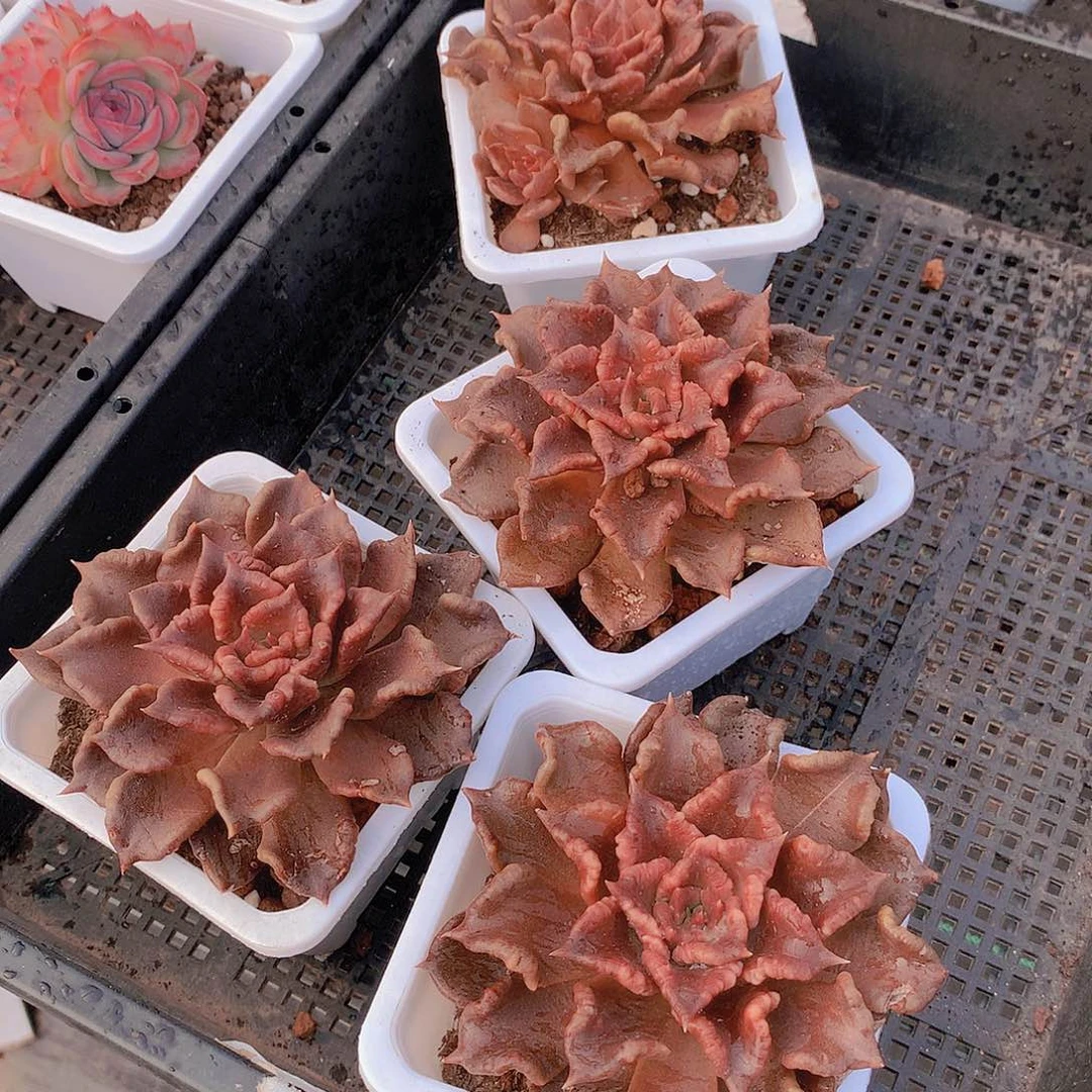 黑饺子皮245678999000