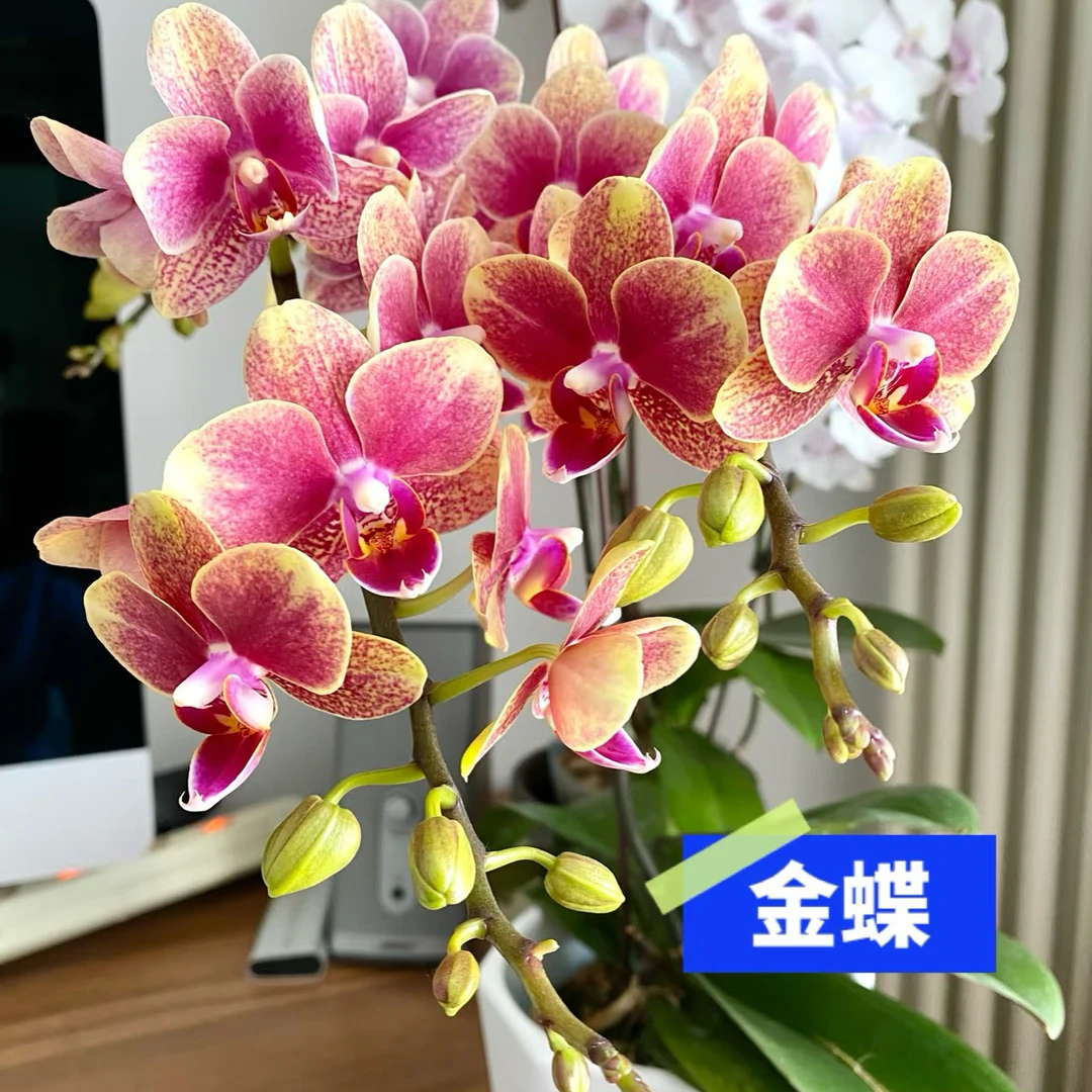 金蝶蝴蝶兰带化建直播间专属链接赠营养液