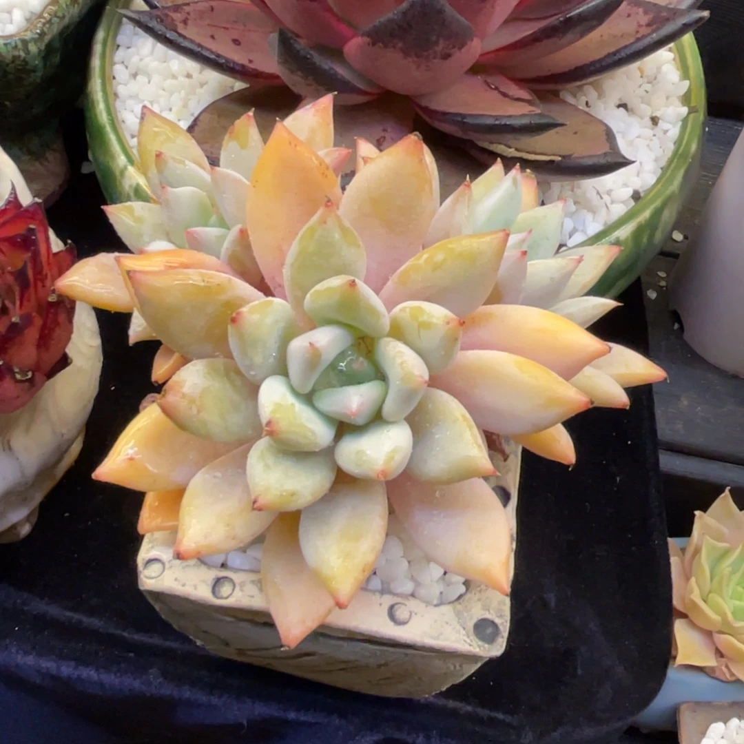 多肉植物盆栽多肉