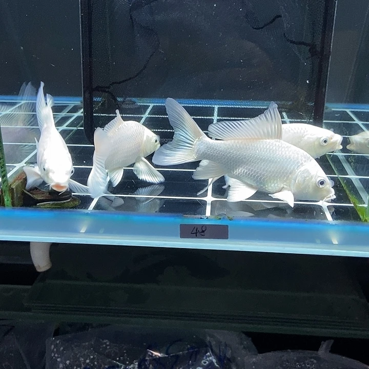 玲***～蝴蝶鲤白色蝴蝶鲤4条