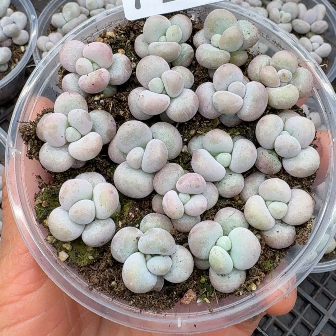 多肉植物多肉植物726