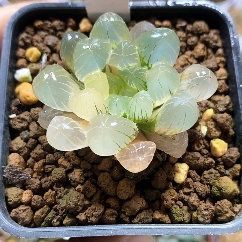 【闪购商品】44孙氏冰灯