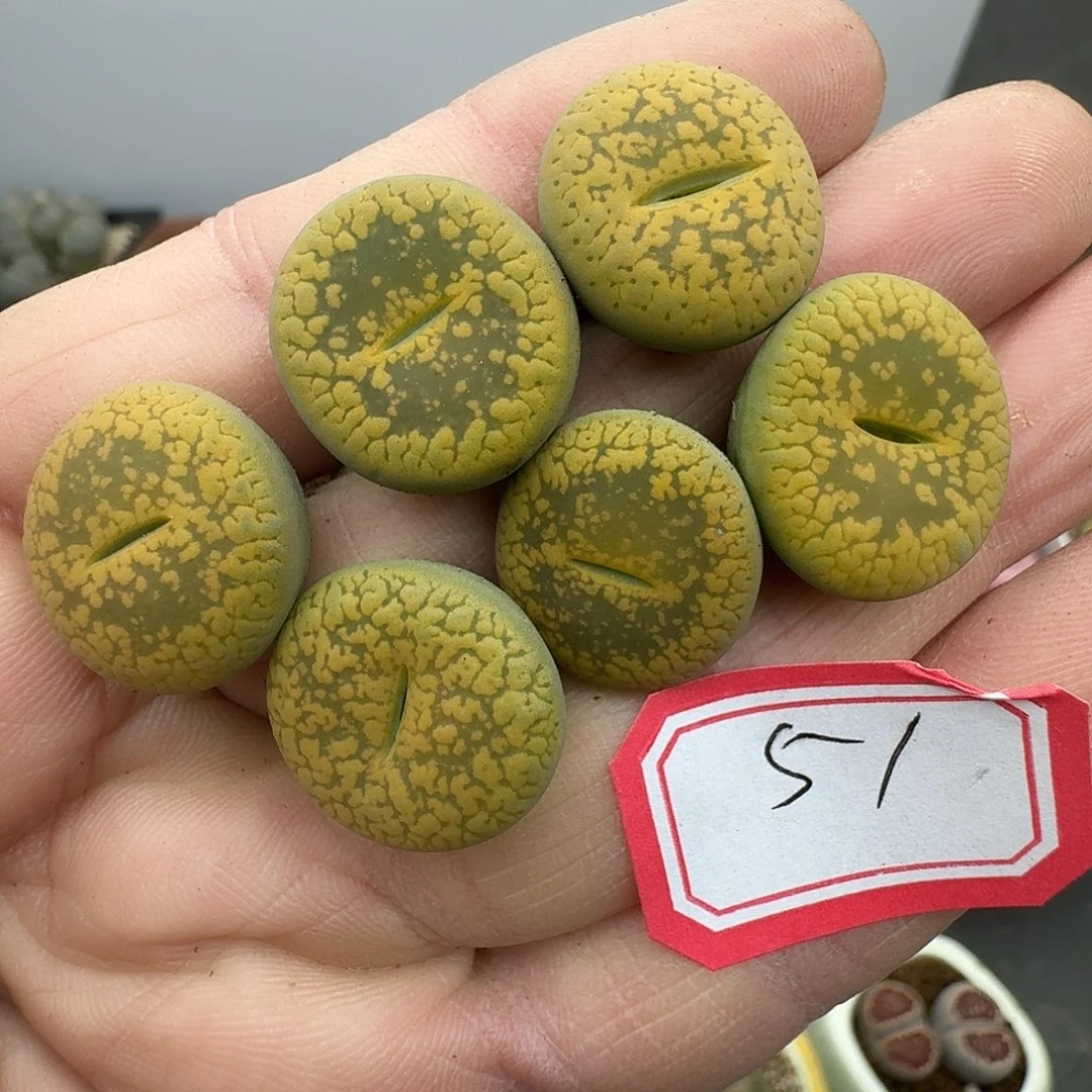 51多肉哈哈哈哈哈哈哈