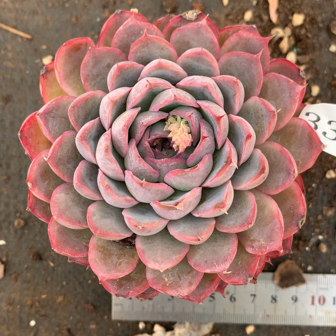 3380杂交精品基地9厘米