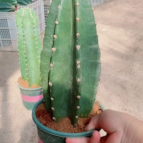 25公分原盆发货量天尺