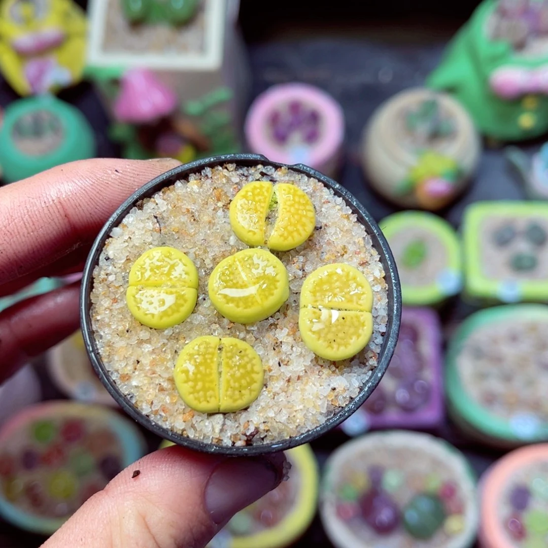 258生石花带盆发