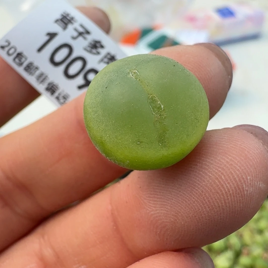 1008拉拉尺寸1.5左右有瑕疵0955包