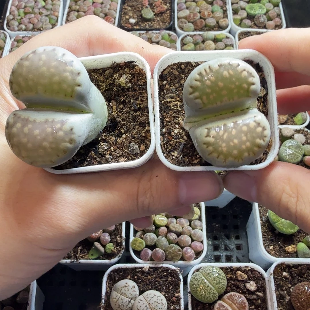 这***下多肉植物的生长发育548