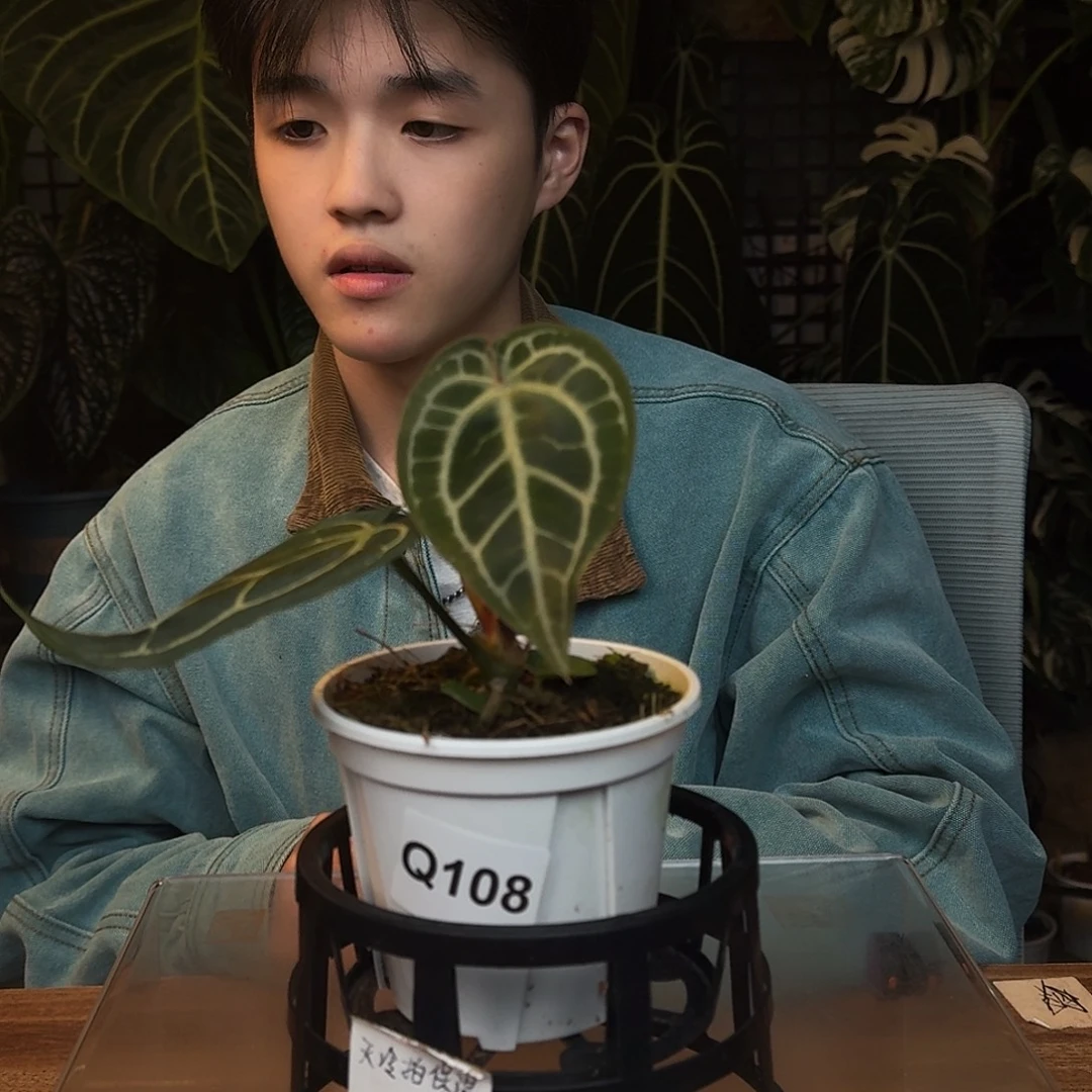 完全开放Q108大风车